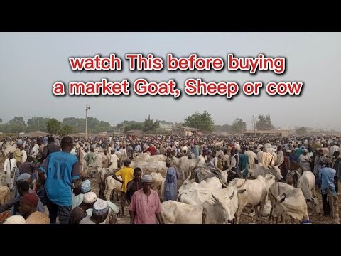 What to look out for before buying a Goat, Sheep or cow from the market