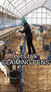 HOW DO SHEEP KNOW WHICH BABIES ARE THEIRS?! . Sometimes, when lambing gets intense there can be a lot of confusion in a barn setup for lambing. . A tool many of us use are these claiming pens. A little area we can put mama and her babies for 24hours or so to bond. . Sheep bond by smell and sound as the lambs have poor vision when they are first born. So it’s vital that mama can sniff, and and chat to her wee one to solidify their connection. . When everything goes as intended... Watching a mama 
