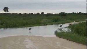 2.7K views · 38 reactions | The Refuge visitor center is closed today, Friday 9/30 but will re-open tomorrow for its regular hours 8AM - 4PM. The Black Point Wildlife Drive is currently closed and will remain closed through the weekend because of flooding. The West Gator Creek Road is closed because of damage and will remain closed until repairs can be made. The BioLab Road suffered serious damage and will remain closed until further notice. | Merritt Island National Wildlife Refuge | Facebook
