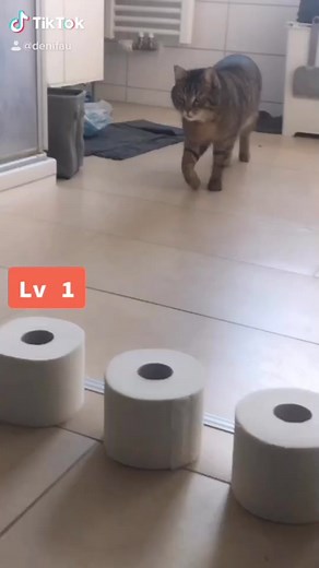 #catchchallenge #toiletpaperchallenge #toiletpaper #cat #corona #viral #like #follow #followme #likeforlike #like4follow #lvlup #viruscorona #funny