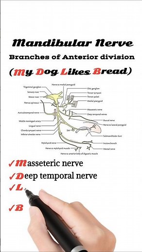 Branches of Mandibular Nerve