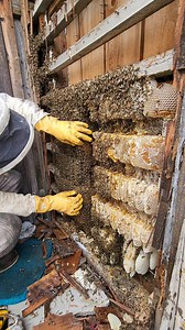 60k bees moved into a kids playhouse, and we collected 100lbs of honey! #savethebees #playhouse #bee #rescue #beekeeper #beekeeping #honey #animals #turtles #animalrescue #construction #bugs #pestcontrol #timelapse #interesting #satisfyingvideos | Mr. Mrs. Bee Rescue