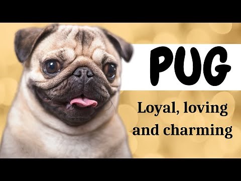 Pugs: Everything you need to know