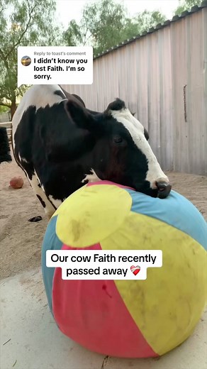 Remembering Faith: A Tribute to Our Beloved Cow