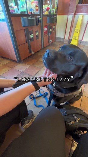 a well bred lab can be both in the show ring and out working #labradors #showline #workingdog #servicedog #seizurealertdog #seizureboop