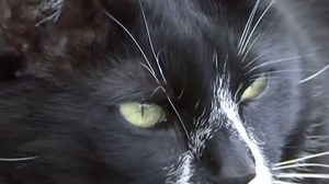 Kočka domácí – domestikace - ČT edu - Česká televize