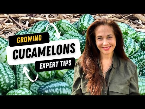 How to Grow Cucamelons: A Fun, Easy Vegetable to Plant