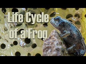 This is How A Tadpole Becomes A Frog 🐸 | Life Cycle of a Frog | Robert E Fuller