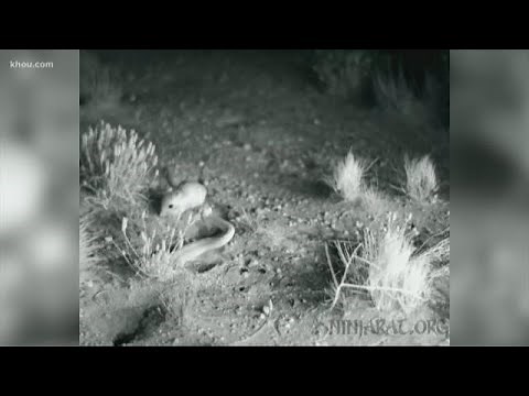Video: Kangaroo rat performs epic 'ninja-kick' against rattlesnake