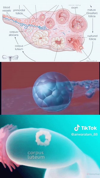 Process of Oogenesis in female Ovaries #trending #fyp #trendingvideo #foryuopage #reproductionsystem #zygote #ovam #egg @main fakiran