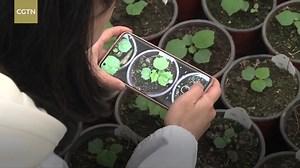 Space seeds are sprouting! Do you expect the first batch of flowers? Check the link to learn more: https://news.cgtn.com/news/2023-05-25/Space-seeds-are-sprouting-Do-you-expect-the-first-batch-of-flowers--1k5SsqT5veo/index.html | CGTN Nature