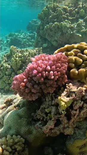 À là découverte des récifs coralliens de Ranguiroa 🇵🇫🪸🐠