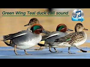 Green Wing Teal duck call prefect sound for prefect hunting only for hunter #Teal #hunting #call