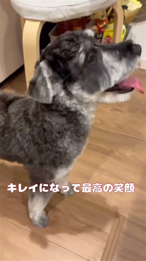 トリミング後のテンションが狂暴すぎる愛犬シュナウザー🐾