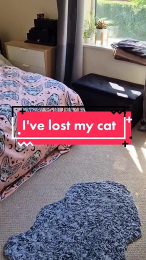 Finding My Cat: The Ultimate Hide and Seek Challenge