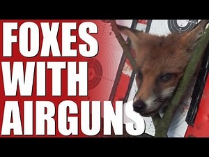 Fieldsports Britain - Foxes with airguns