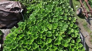 How do giant pumpkins grow so big?