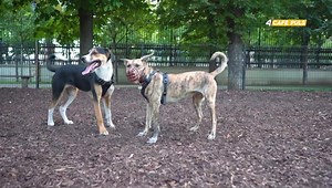 Hallo Leute, schaut mal rein, Conny Sporrer von Martin Rütter DOGS Wien hat bei PULS 4 einen sehr sehenswerten Bericht gemacht. Viel Spaß | Martin Rütter