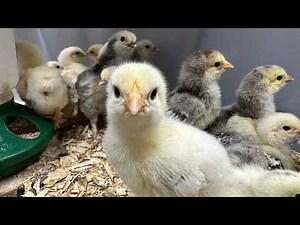 How To Hatch Your Own Chicks At Home