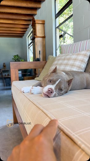 Marê Marezinha 🥰🐾 | Maori Blue