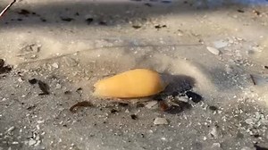 The Golden Olive in action 💛💛💛 🐚 Only Collect Empty Shells 🐚 #treasureseekersshelltours #shellkiceisland #shellmarcoisland #treasureseekersshelltours #shells #shoregoodsmarcoisland #iloveflorida #bestdays #shellers #gulfcoasttoursllc #shellers #waves #floridaexplored #swfl #gulfofamerica #reels #reel | Treasure Seekers Shell Tours