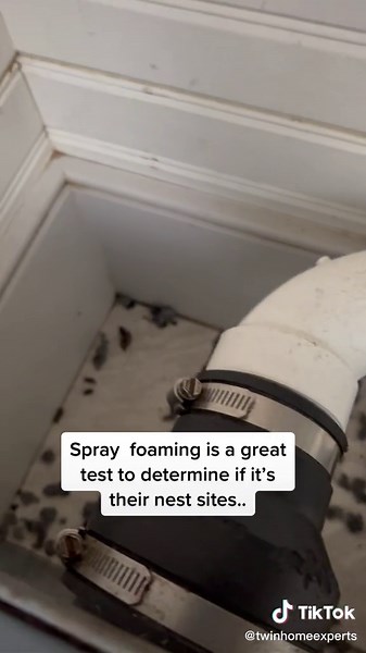 Dealing with a Rat Infestation: Wall and Door Damage Revealed