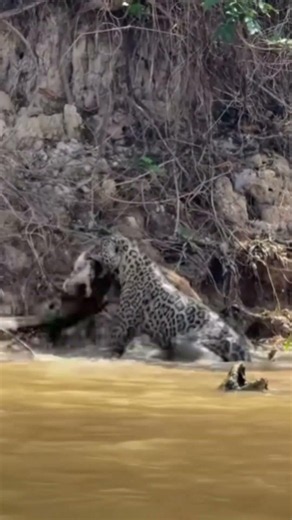 🐆 Jaguar Swims Across the River to Hunt a Caiman! 🐊 Incredible Wildlife Moment