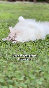 520K views · 366 reactions | Shop flea and tick prevention & treatment in store, online, or at the link in bio and keep your cat purr-tected from unwanted pests this spring!   @siberiancaspian #Anythingforpets #PetSmartCanada #TickSeason #CanadianCats #CatsOfCanada #OutdoorCat | PetSmart | Facebook