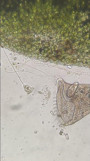 Two competing ciliates, vorticella and stentor, create chaos for other protists