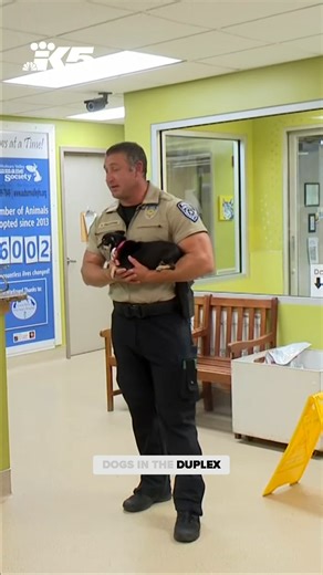 Over 100 dogs rescued from Auburn home in 'historic' operation | KING 5