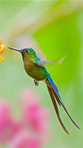 Fantasy Colors of Mexican Birds 🇲🇽 | Most Exotic Bird Songs Americans Love