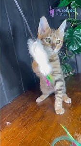 Meet Nimbus: Brown Mackerel Tabby Toyger Boy 🐯 Ready for a Loving Home! #Toyger #FluffyKitten