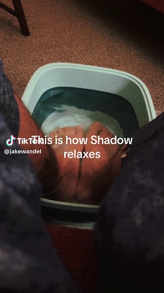 Shadow RELAX! #dogsoftiktok #barkingdogs #shadowrelax