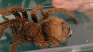 Watch 7 Cool Facts & Care Tips for Goliath Birdeater Tarantulas on Amazon Live