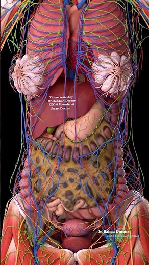 Full Torso Map Vessels, Lymphatics & Nerves (3D)