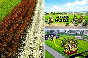 Incredible! This Village In Japan Grows Different Coloured Paddy In Their Fields To Create Art
