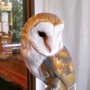 Barn Owl 🦉 Instagram => https://instagram.com/i.loveeee.it/ | I Love Owls