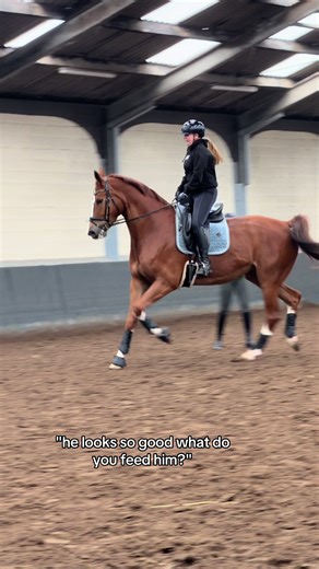 Essential Horse Nutrition for Performance and Health