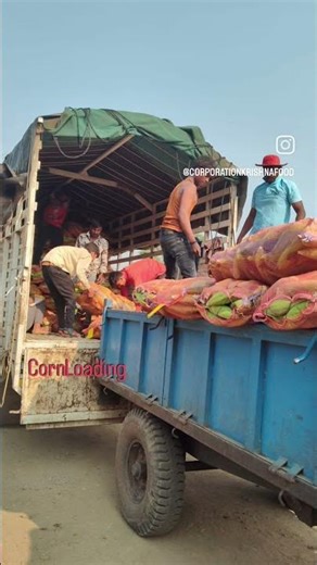 Corn Loading #farming Cold wave best time for corn #corn #agriculture