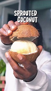 80K views · 1.6K reactions | Have you tried a sprouted coconut? 便便便便 They are straight fire! • Sprouted coconuts = baby coconuts starting to grow. • Inside is a sweet, spongy ball—totally edible. • High in fiber, enzymes, and natural energy. • Rare, but worth it. Nature’s hidden snack! | Turnip Vegan | Facebook