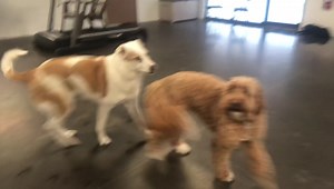 Wally mugging for the camera...  | Just Fur Kids Dog Daycare | Facebook