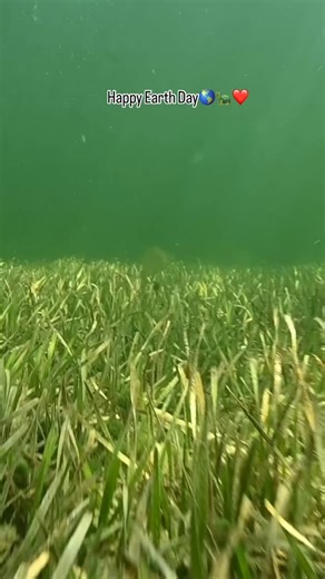 3.2K views · 1.2K reactions | Happy Earth Day 2025  Today we celebrate our planet and demonstrate our support for environmental protection! Sea turtles play an important role in our oceans, and countless ecosystems from the beach dunes to seagrass beds and coral reefs. Sea turtles around the world need our support and protection! #earthday2025 #earthday | Sea Turtle Conservancy | Facebook