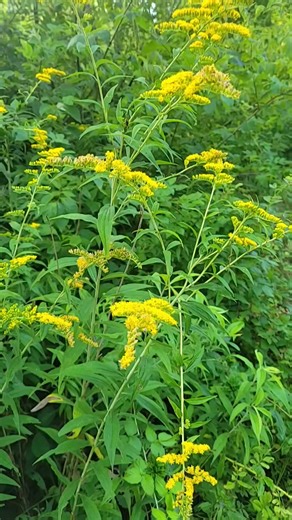 Goldenrod is a wonderful herb with so many amazing uses. And although it gets a bad reputation for causing allergies, it's actually one of the best remedies for them! Giant ragweed, which blooms at the same time, is usually the culprit, yet goldenrod gets the blame. To learn more about edible and medicinal plants visit our site below www.healthprimitive.com #goldenrod #medicinalherbs | HealthPrimitive