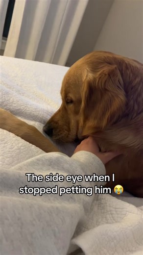 Understanding the Side Eye: Golden Retriever Reactions Explained