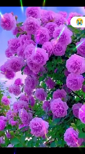 44K views · 542 reactions | Damar Türküler on Reels | Facebook