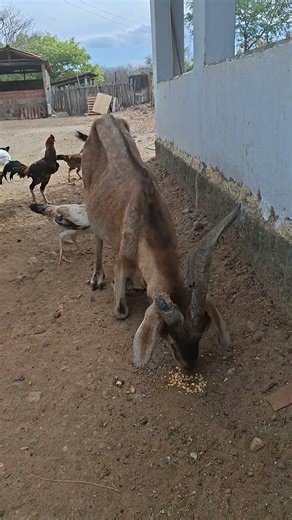 Goat eating #farmlife