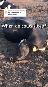 When do cows sleep? Whenever they want! #dairy #cow #sleep #dairydoc #dairykind #rem #remsleep #deepsleep #bedding #bed #cattle #vetmed #vet #veterinary | Dairy Doc