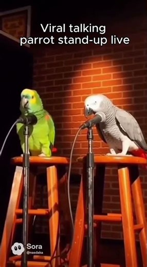 Funniest Talking Parrot Stand-Up Comedy Live 😂🦜 | Viral Animal Comedy Show