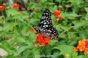 Mariposa Videos, Download The BEST Free 4k Stock Video Footage & Mariposa HD Video Clips