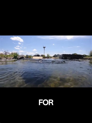 Fish Farming in Backyard Ponds: Tips and Techniques